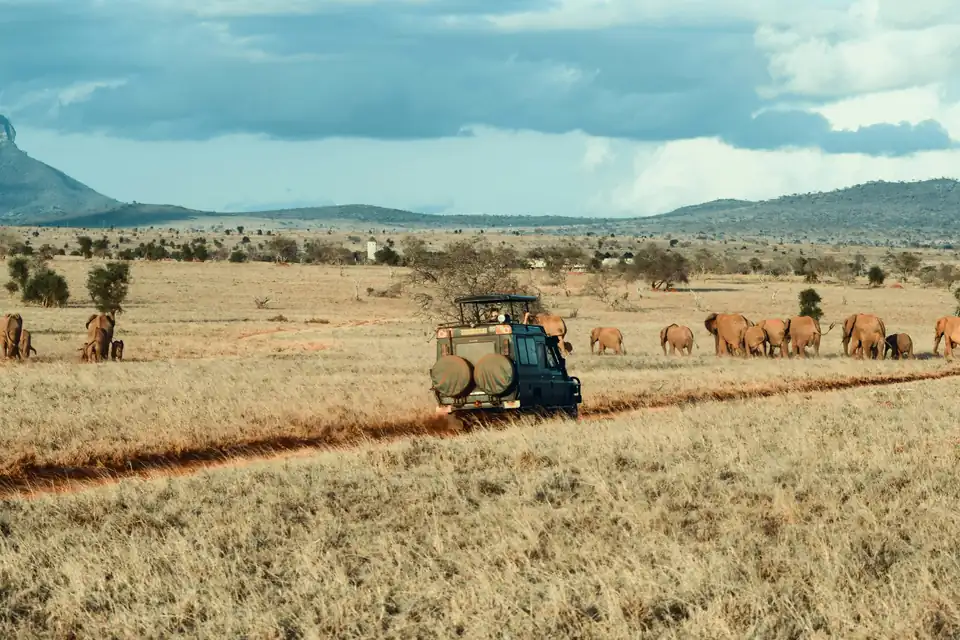Jipe de safári diante de uma manada de elefantes na savana